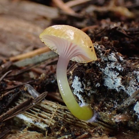 Chromosera loreleiae — a pale yellow waxycap with pink gills, near Mt Adams, WA (collected by Sadie Hickey, 2019)