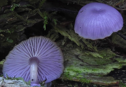 The Violet Bell — a pale purple waxycap specimen, cap and gill side, from the Olympic National Forest