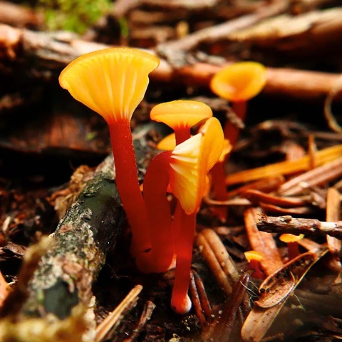 Hygrocybe aff cf minutula (PNW15) — orange-yellow caps and red stems, clustered among conifer duff