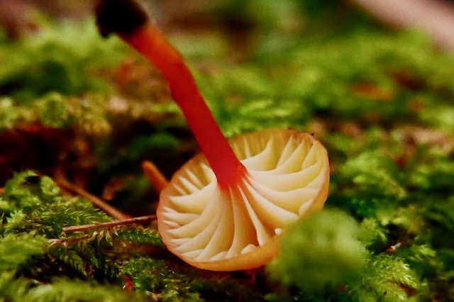Hygrocybe aff cf minutula (PNW15) — a single specimen, cap turned to show the gills, on moss