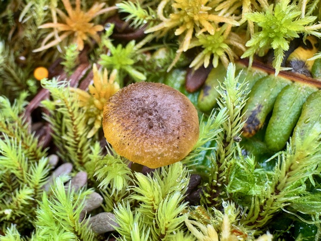 Hygrocybe sp. ‘turunda-PNW03’ — cap view showing the small dark brownish scales that distinguish it from its European relative