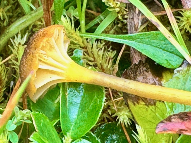 Hygrocybe sp. ‘turunda-PNW03’ — the pale yellow, widely spaced, decurrent gills and stem