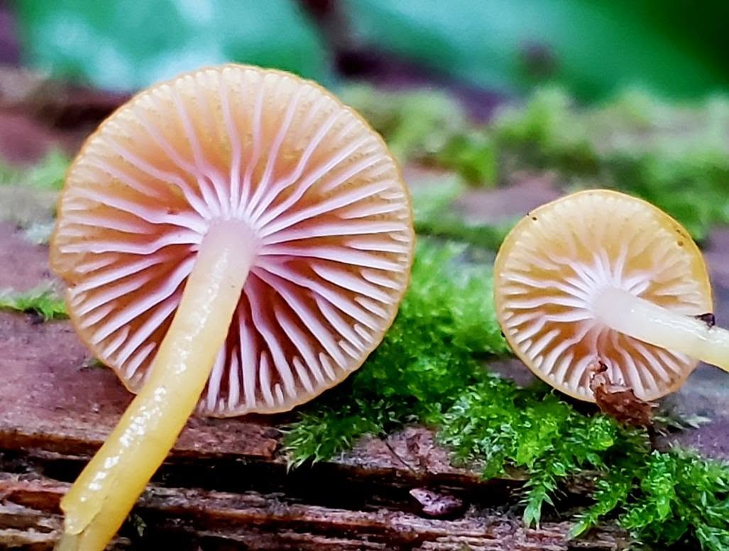 Chromosera loreleiae — a pale yellow waxycap turned over to show its pale pink gills, growing among moss and wood near Mount Adams