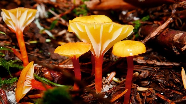Hygrocybe sp. ‘PNW15’ — a cluster of yellow-capped, red-stemmed waxycaps growing out of conifer duff in the Olympic Mountains
