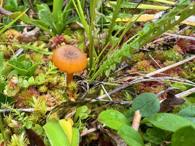 Hygrocybe sp. ‘turunda-PNW03’ — a small vivid orange waxycap on a slender stem, growing among grasses and sphagnum moss at a bog in the Wynoochee drainage